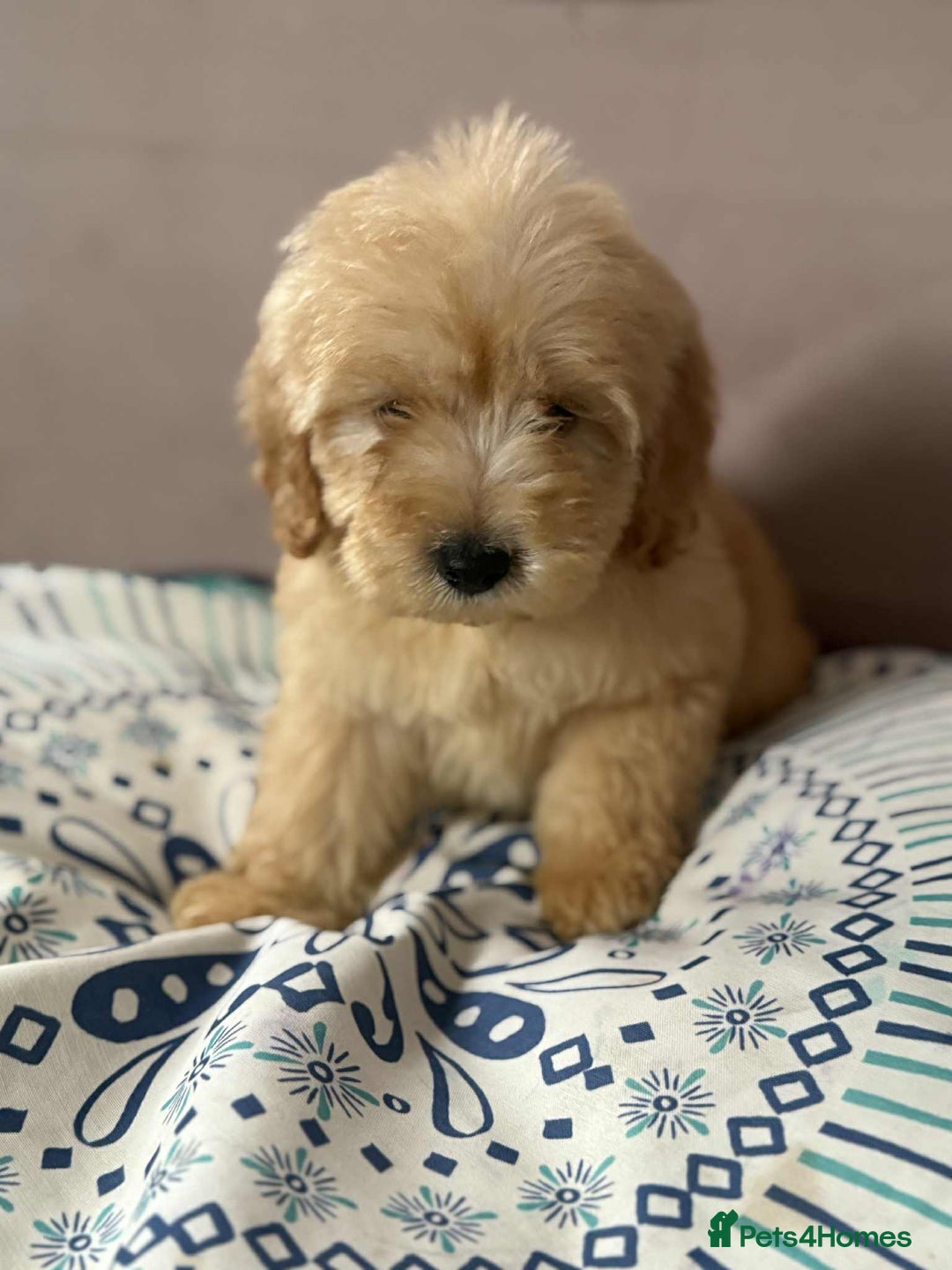 Cockapoo dogs for sale: Outstanding puppies  - Image 23