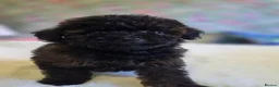 Toy Poodle dogs for sale: Asian toy poodle  - Advert 24