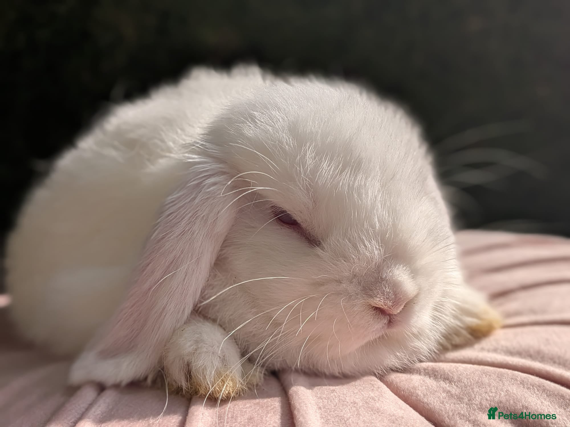 Mini Lop rabbits Mini lop  ready now - Advert 2