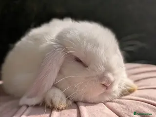 Mini Lop rabbits Mini lop ready now - Advert 2
