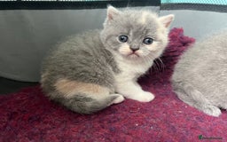 British Shorthair cats for sale: British short hair kittens  - Image 4
