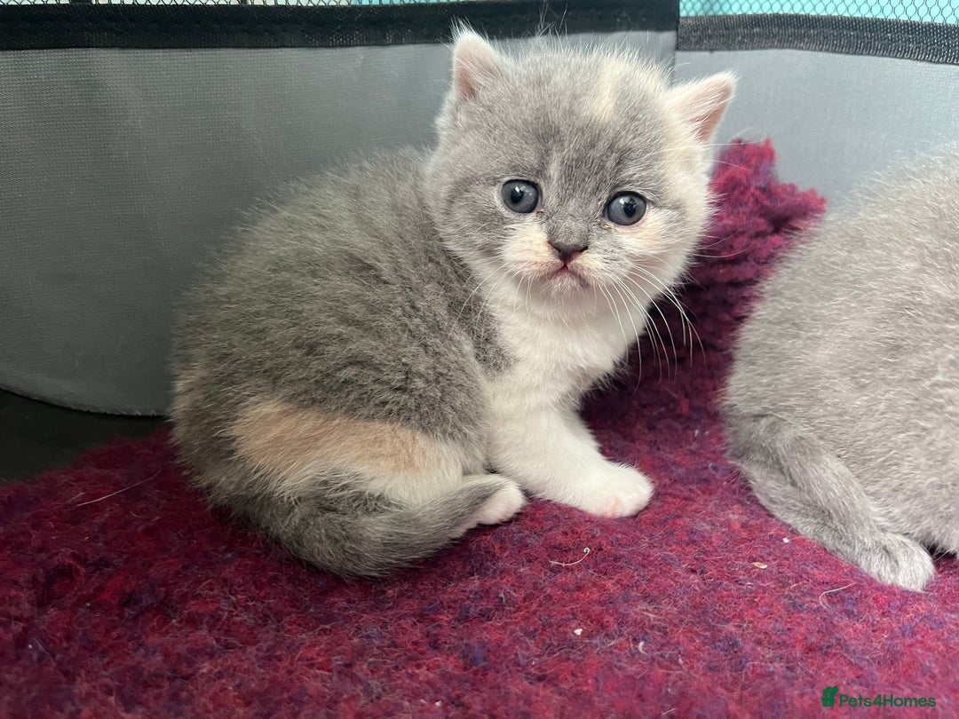 British Shorthair cats for sale: British short hair kittens  - Image 4