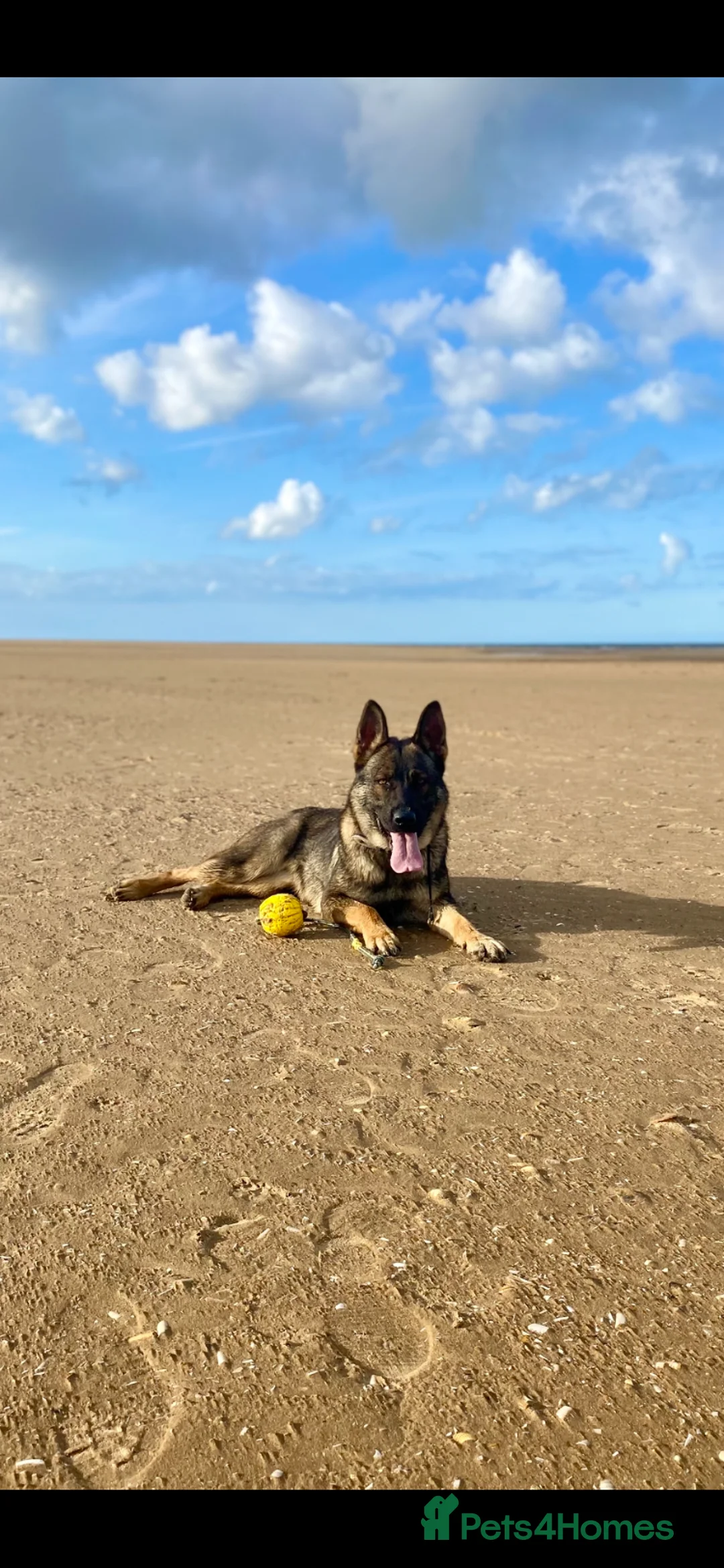 German Shepherd dogs for sale: Working line GSD pups  - Advert 2