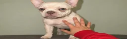 French Bulldog dogs for sale: reduced  French Bulldog Puppies in London - Advert 3