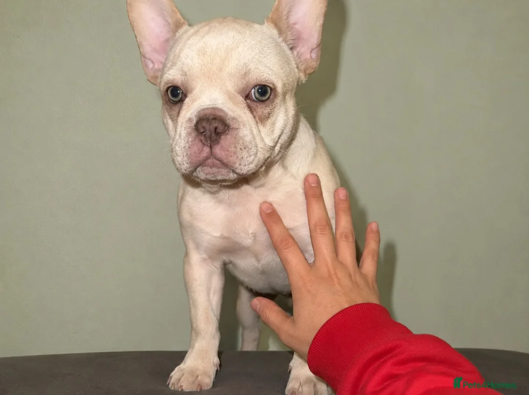 French Bulldog dogs for sale: reduced  French Bulldog Puppies in London - Advert 3