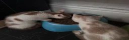 Mixed Breed cats for sale: Calico x boys  - Advert 4