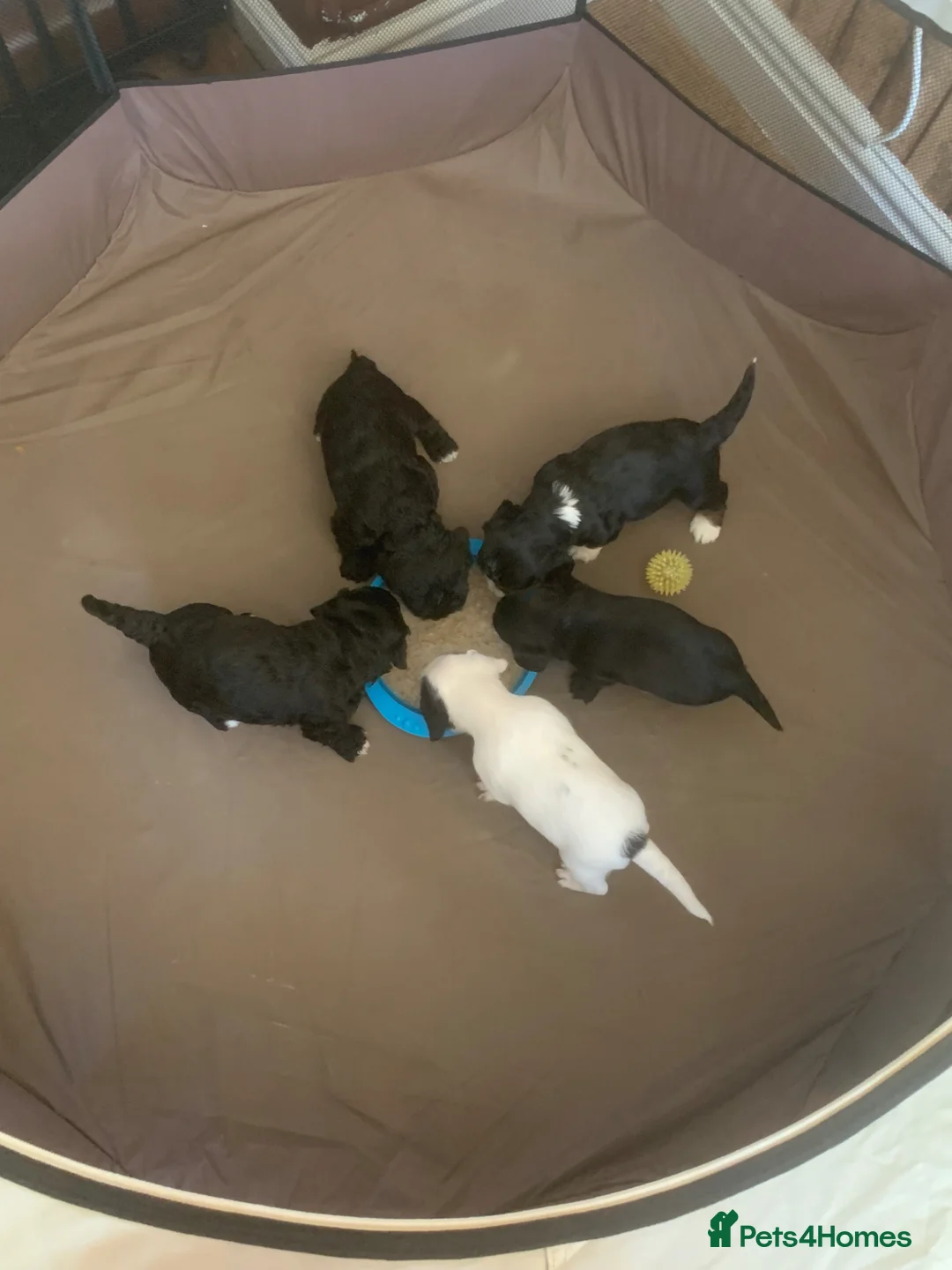 Mixed Breed dogs for sale: Cockapoo x jackapoo pup - Advert 2