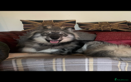 Mixed Breed dogs for stud: HuskyXMalamute - Not for sale Stud only  - Image 4