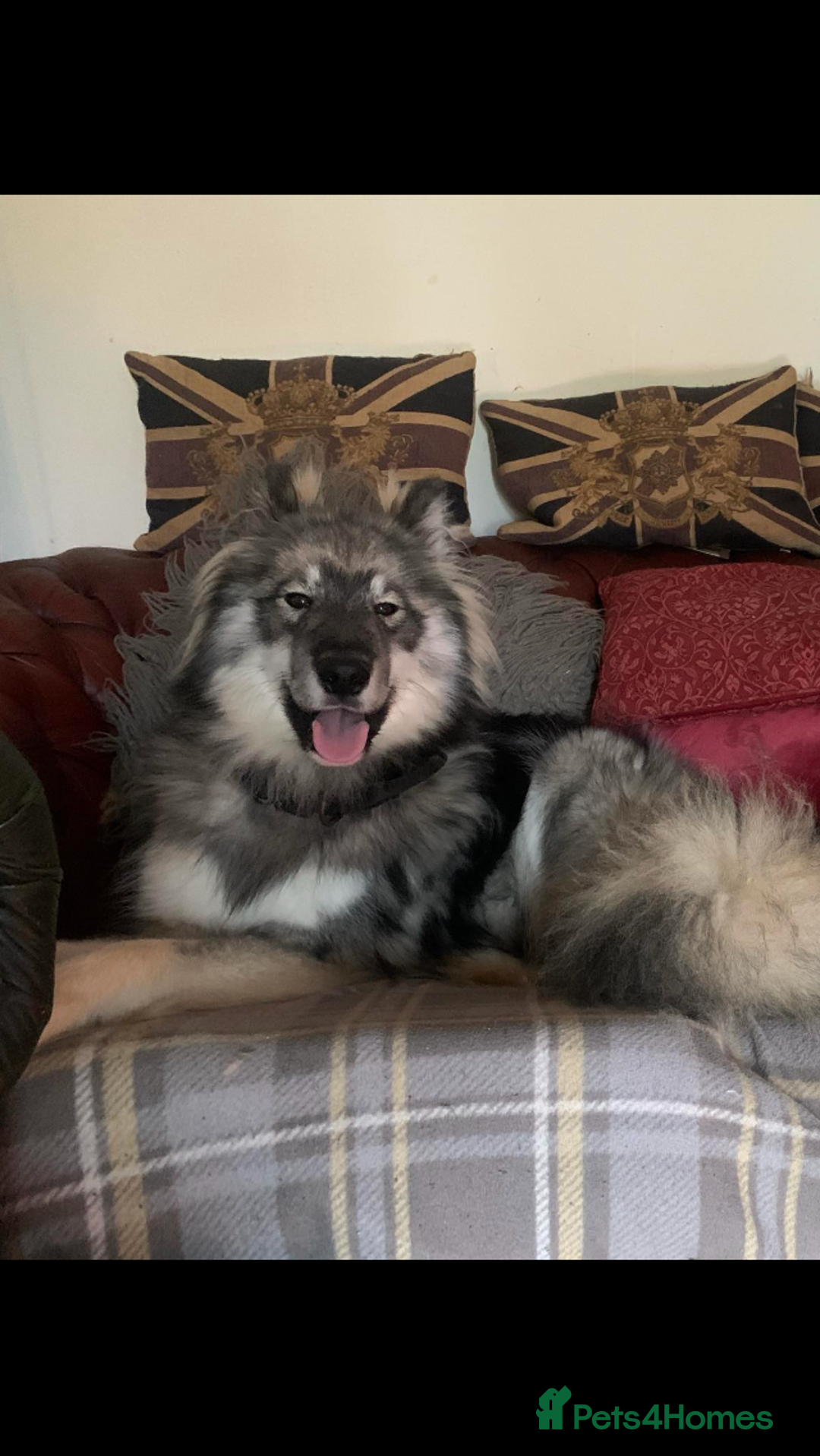 Mixed Breed dogs for stud: HuskyXMalamute - Not for sale Stud only  - Image 4