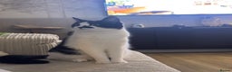 Mixed Breed cats for sale: Masiy and Milo (brother and sister)  - Advert 10