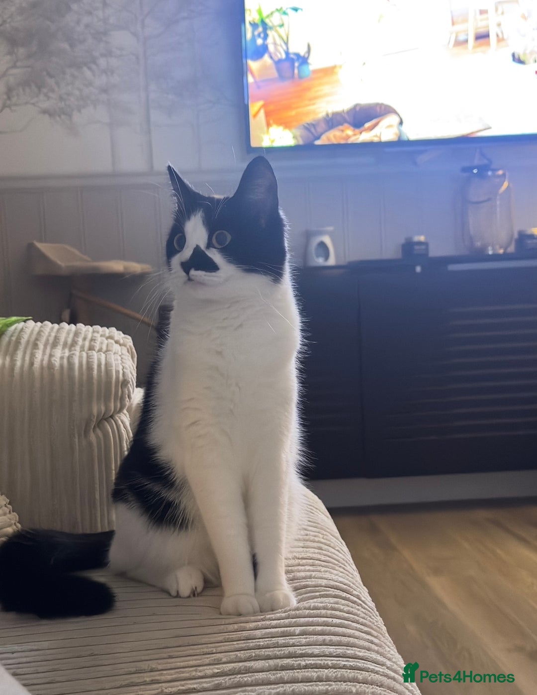 Mixed Breed cats for sale: Masiy and Milo (brother and sister)  - Advert 10