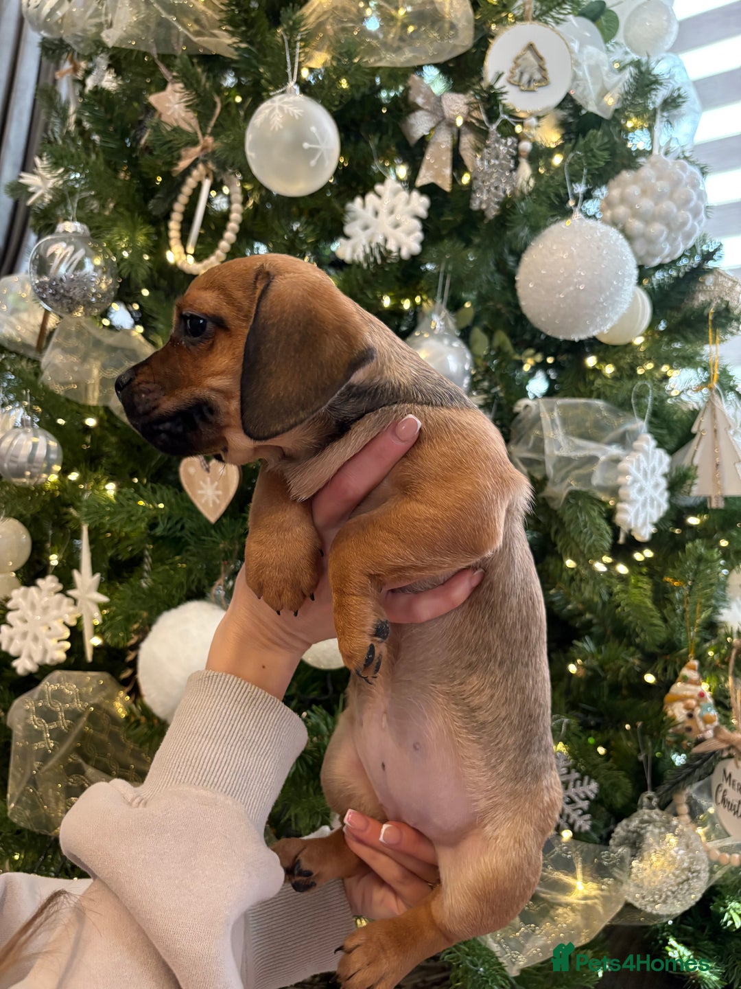 Mixed Breed dogs for sale: Pug x Miniature Dachshund  - Advert 4