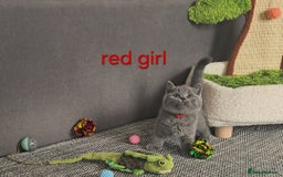 British Shorthair cats for sale: British Blue Shorthair kittens, GCCF pedigree - Image 3