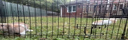 Mini Lop rabbits for sale: Beautiful mini lop babies  - Advert 8