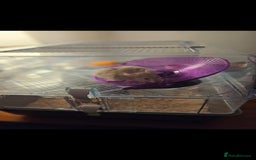 Hamster rodents for sale: Friendly fluffy hamster for sale - Image 3