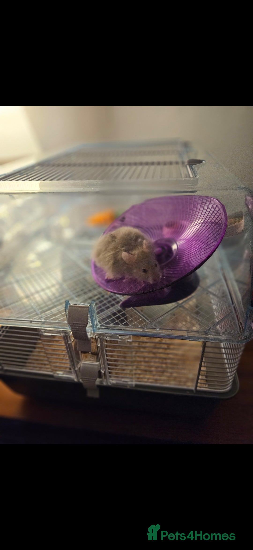 Hamster rodents for sale: Friendly fluffy hamster for sale - Image 3