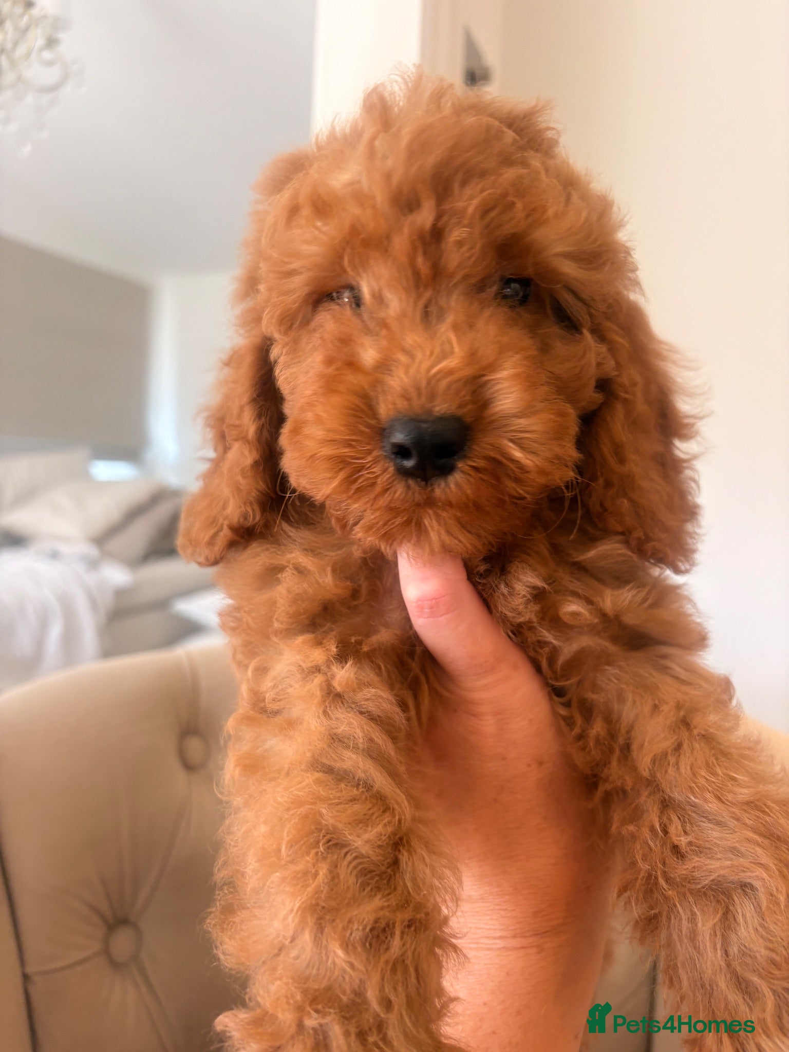 Cockapoo dogs LICENSED BREEDER QUALITY COCKAPOO PUPPIES  - Advert 1
