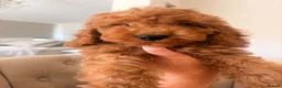 Cockapoo dogs for sale: LICENSED BREEDER QUALITY COCKAPOO PUPPIES  - Advert 2