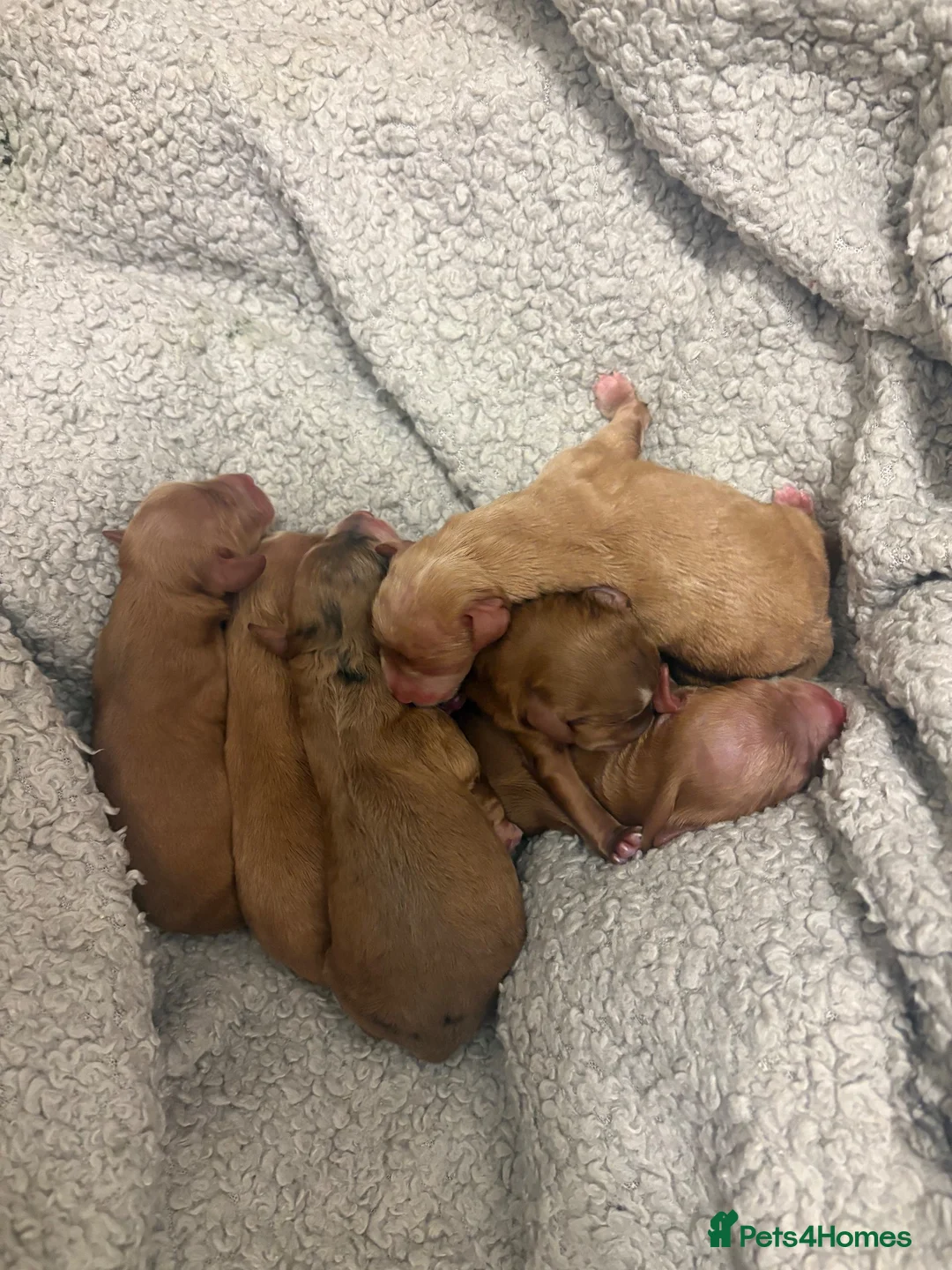Cockapoo dogs for sale: Cockapoo puppies  in Gillingham - Advert 2