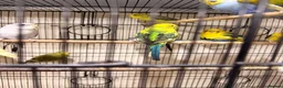 Budgerigars birds for sale: Budgies BW and Split BW - Advert 12