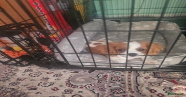 Cavalier King Charles Spaniel dogs CAVALIER KING CHARLES FOR SALE - Advert 10