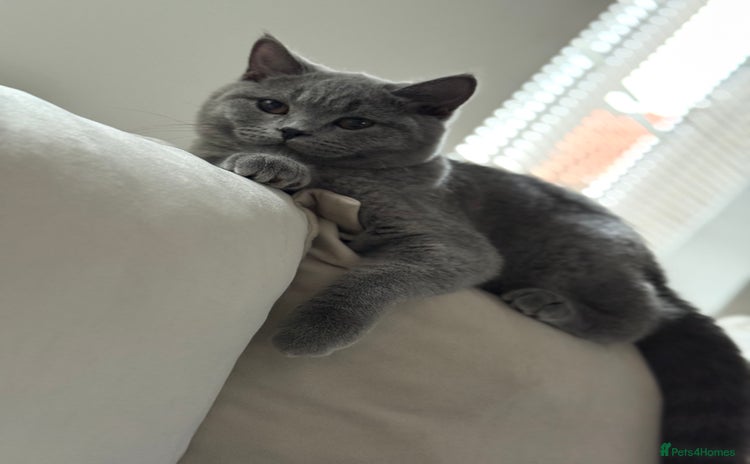 British Shorthair cats - Advert 6