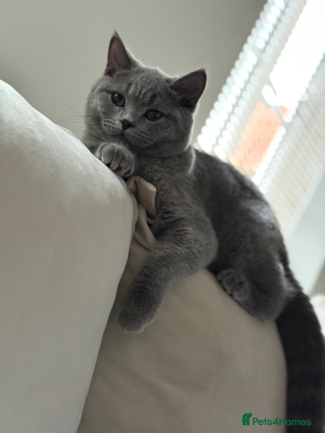 British Shorthair cats for sale: Champion Bloodline British Shorthair & Longhair - Image 1