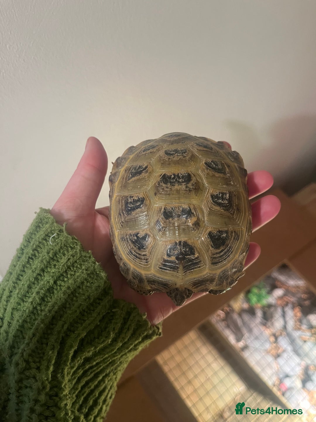 Tortoise reptiles for sale: Horsfield Tortoise - Advert 4