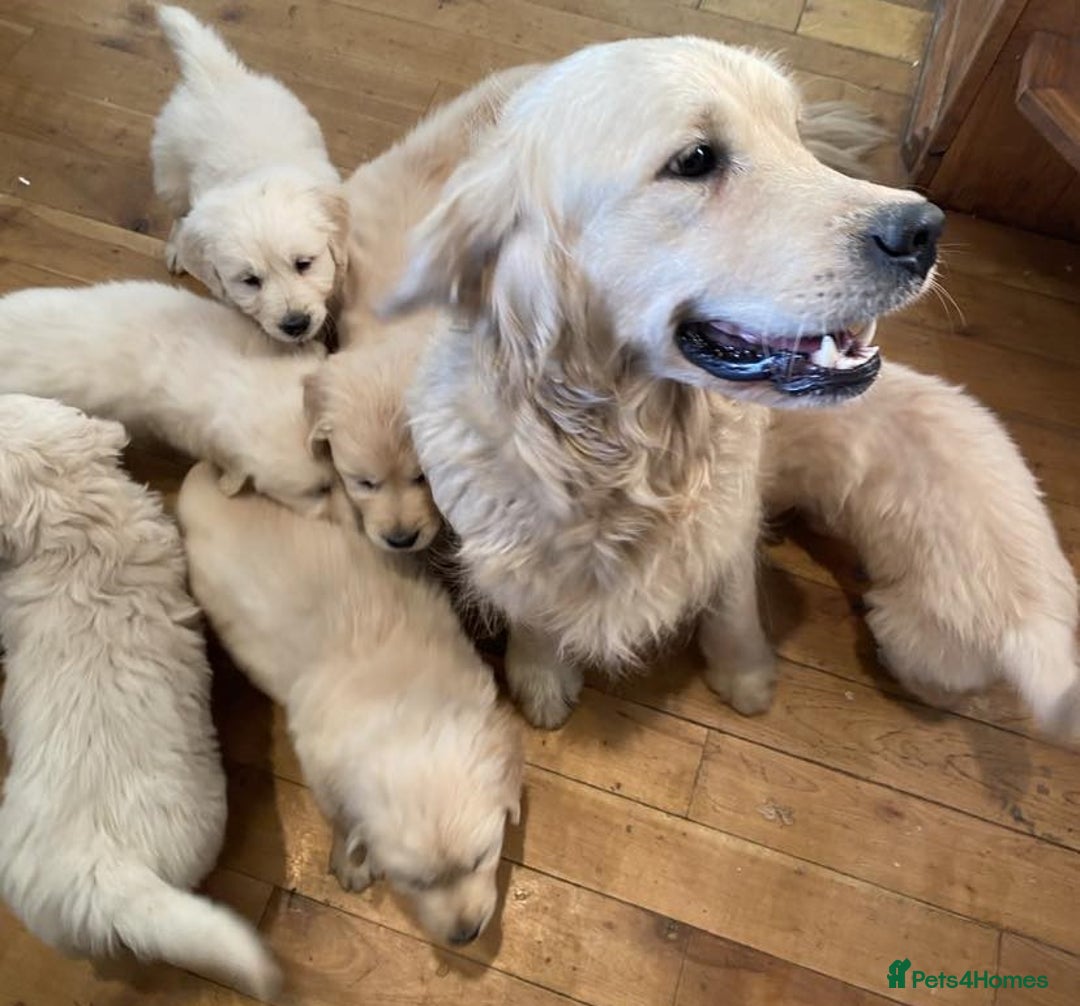 Golden Retriever dogs for sale: Beautiful KC Show Type Golden Retriever  Puppies - Advert 2