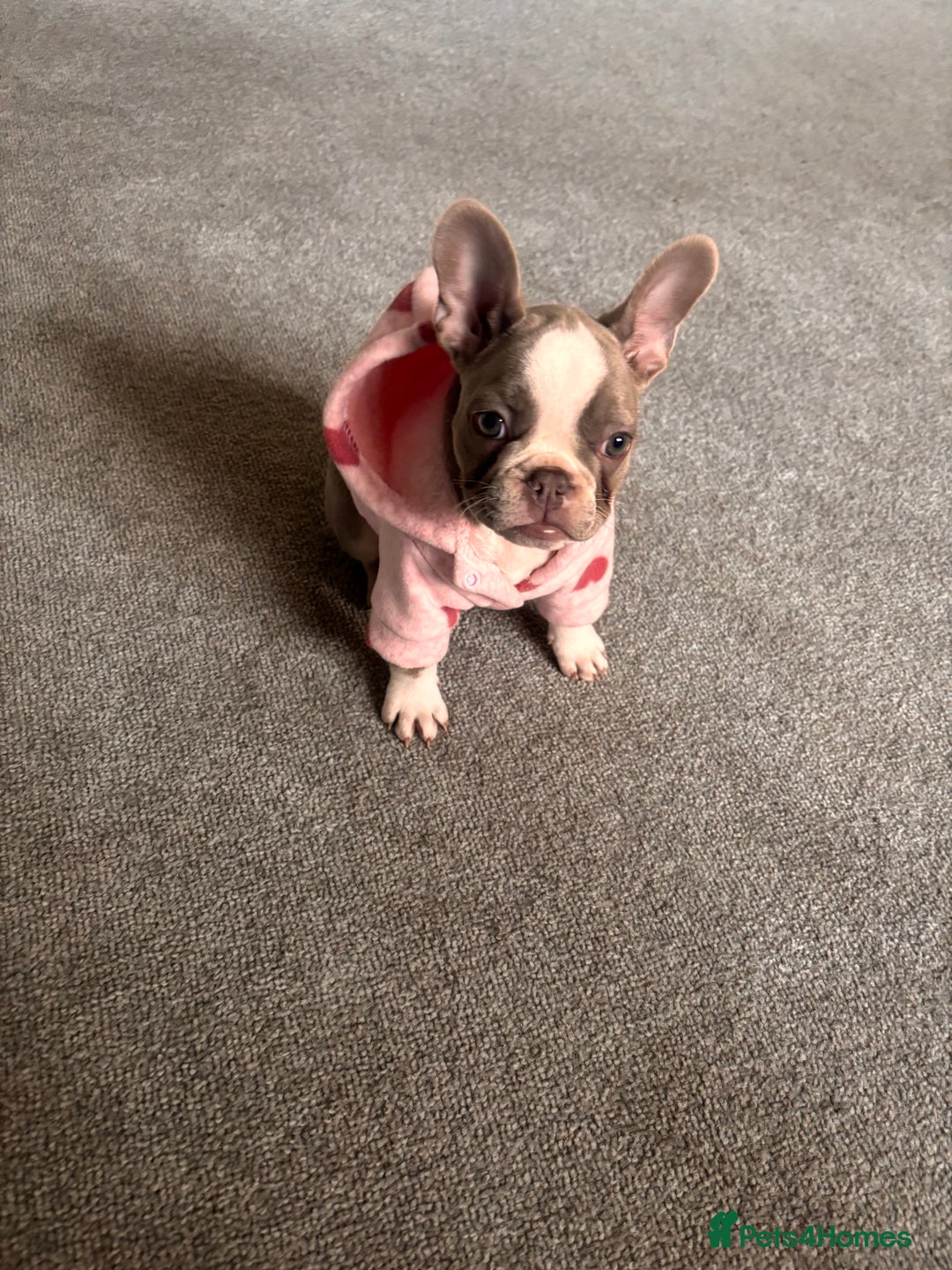 French Bulldog dogs for sale: french bulldogs - Advert 5