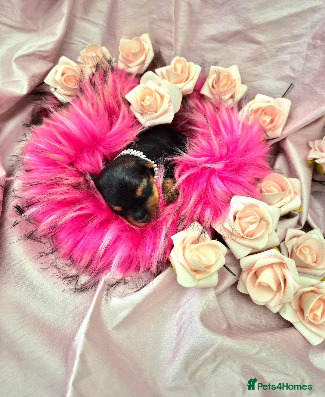 Yorkshire Terrier dogs for sale: Beautiful 7-puppies Yorkshire Terrier - Advert 2