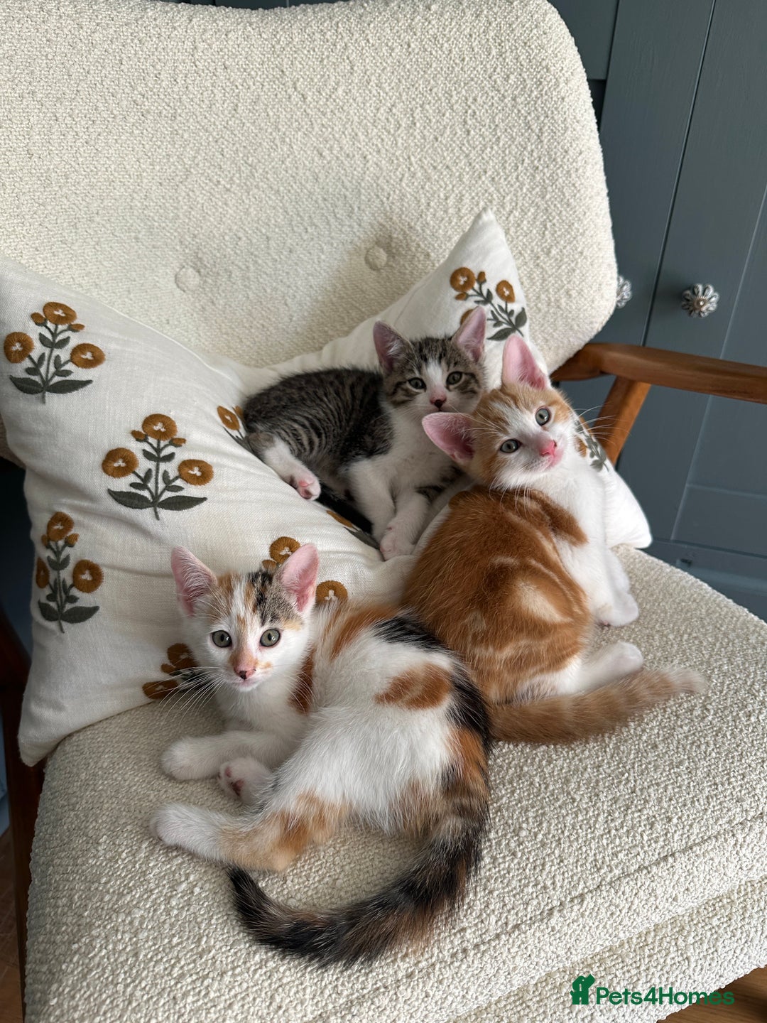 British Shorthair cats for sale: 4 adorable 9 week old kittens for sale - Image 3