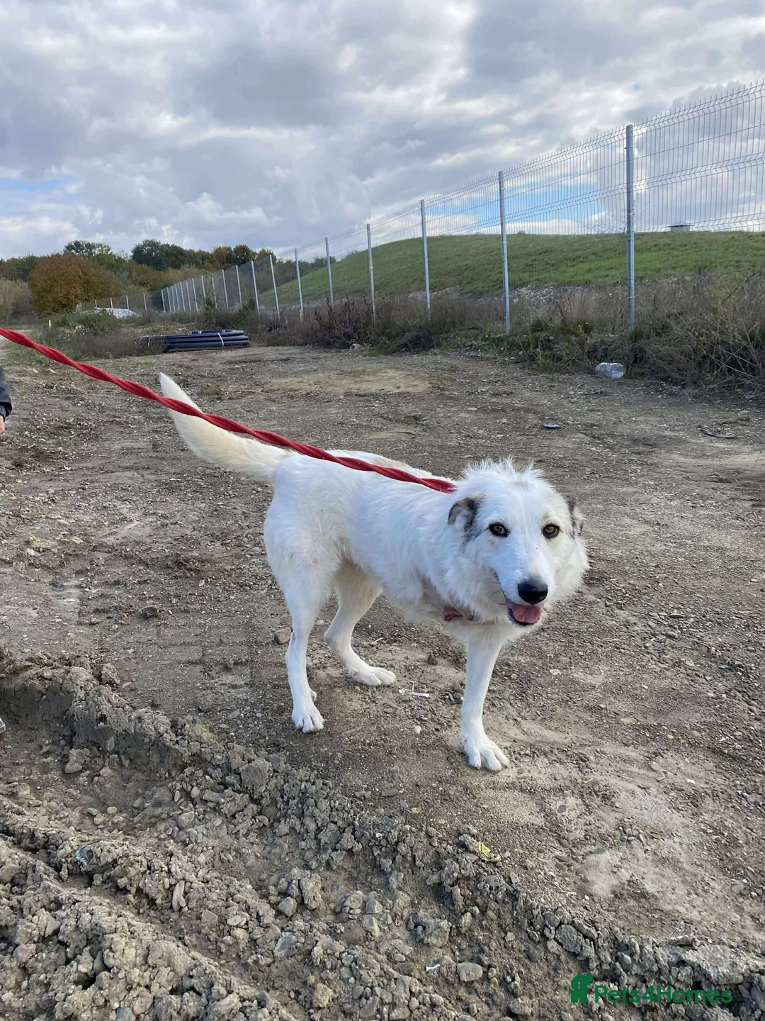 Mixed Breed dogs for adoption: Elena - Marlborough Wiltshire  - Advert 3