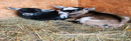Goats livestock for sale: Pygmy goats kids - Advert 6