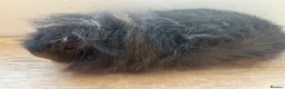 Guinea Pig rodents for sale: Father and son Swiss boys - Advert 5