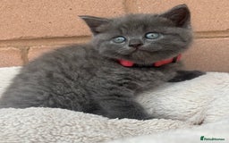 British Shorthair cats for sale: 5. british Blue Cross kittens - Image 7
