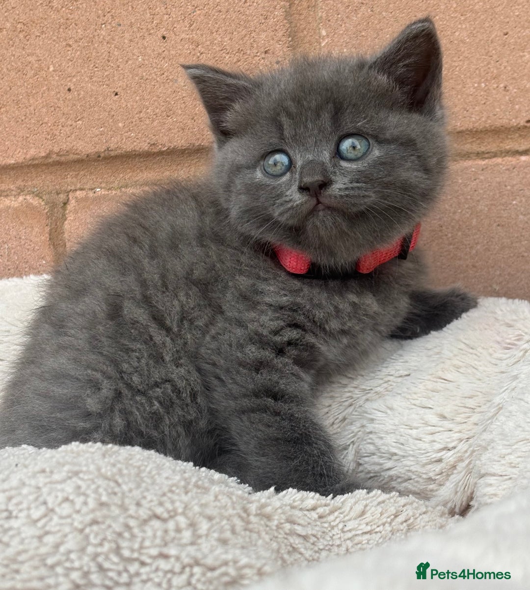 British Shorthair cats for sale: 5. british Blue Cross kittens - Image 7