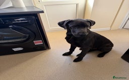Great Dane dogs for sale: Beautiful Great Dane puppy looking for a home - Advert 2