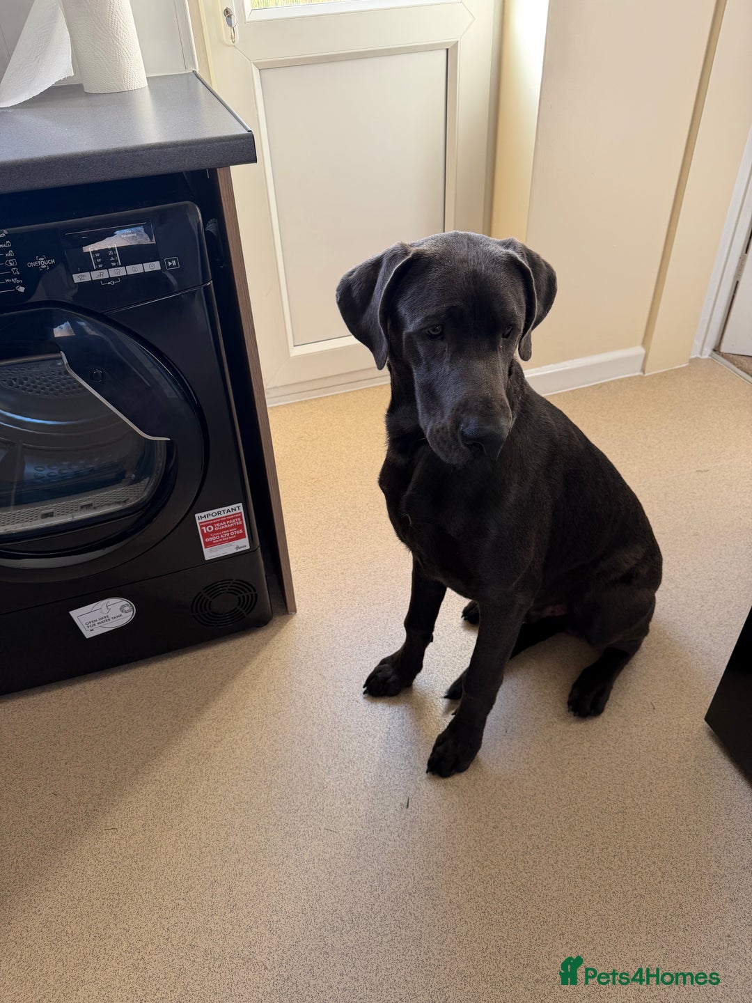 Great Dane dogs for sale: Beautiful Great Dane puppy looking for a home - Advert 2