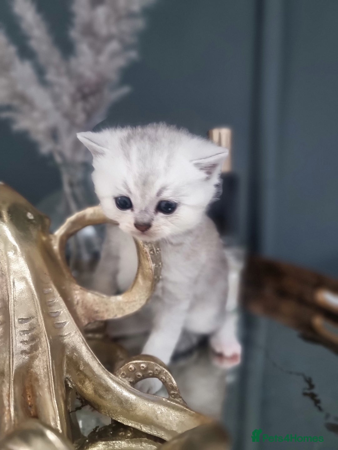 British Shorthair cats for sale: Blue eyed Silver tabby shaded BSH x Russian blue  - Image 26