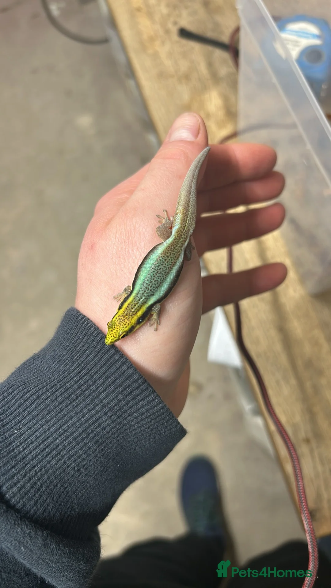 Gecko reptiles for sale: Neon Day Gecko group  - Advert 2