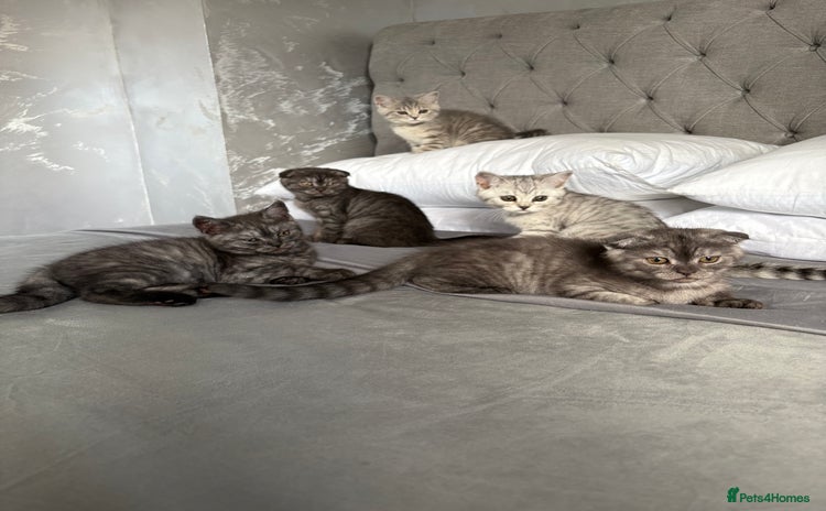 Scottish Fold cats - Advert 1