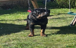 Rottweiler dogs for stud: Proven KC Rottweiler At Stud  in Bacup - Image 8