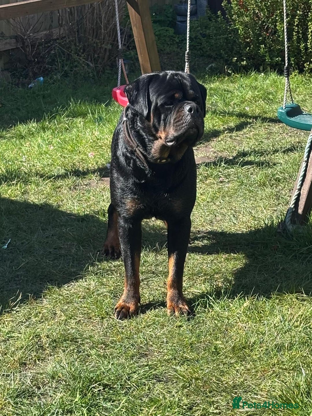 Rottweiler dogs for stud: Proven KC Rottweiler At Stud  in Bacup - Image 8