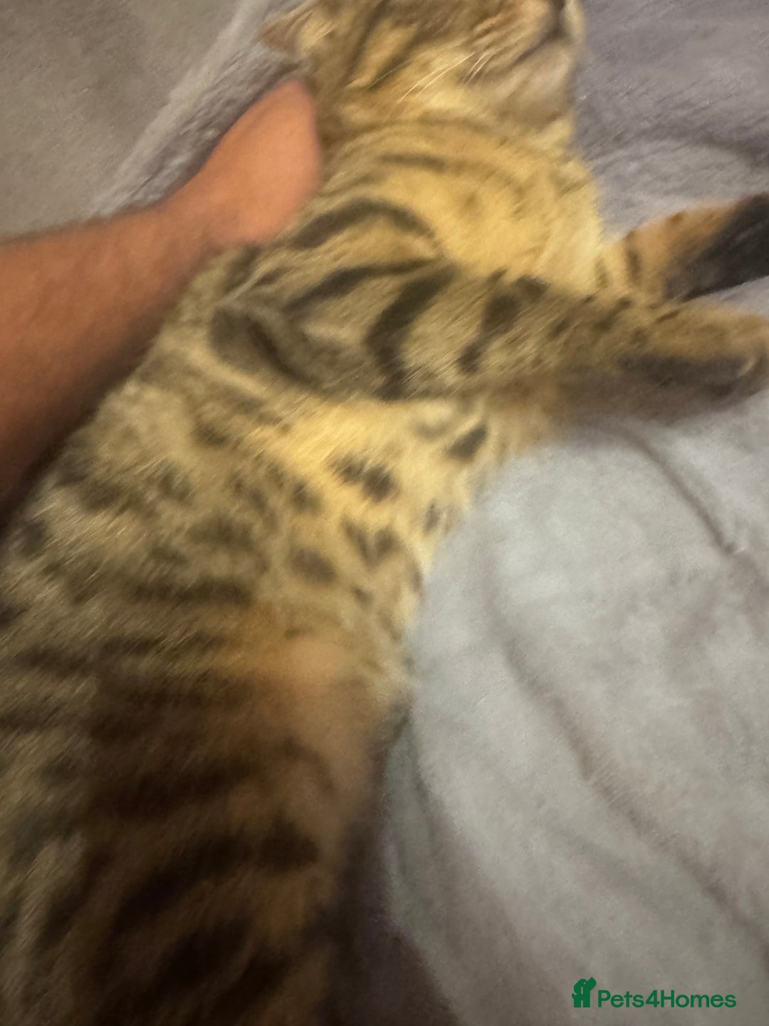 Bengal cats for sale: Bengal cat for sale - Advert 4