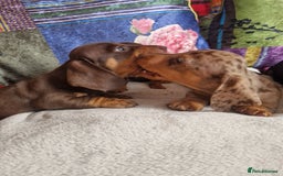 Miniature Dachshund dogs for sale: Miniature Dachshund Pups - Image 13