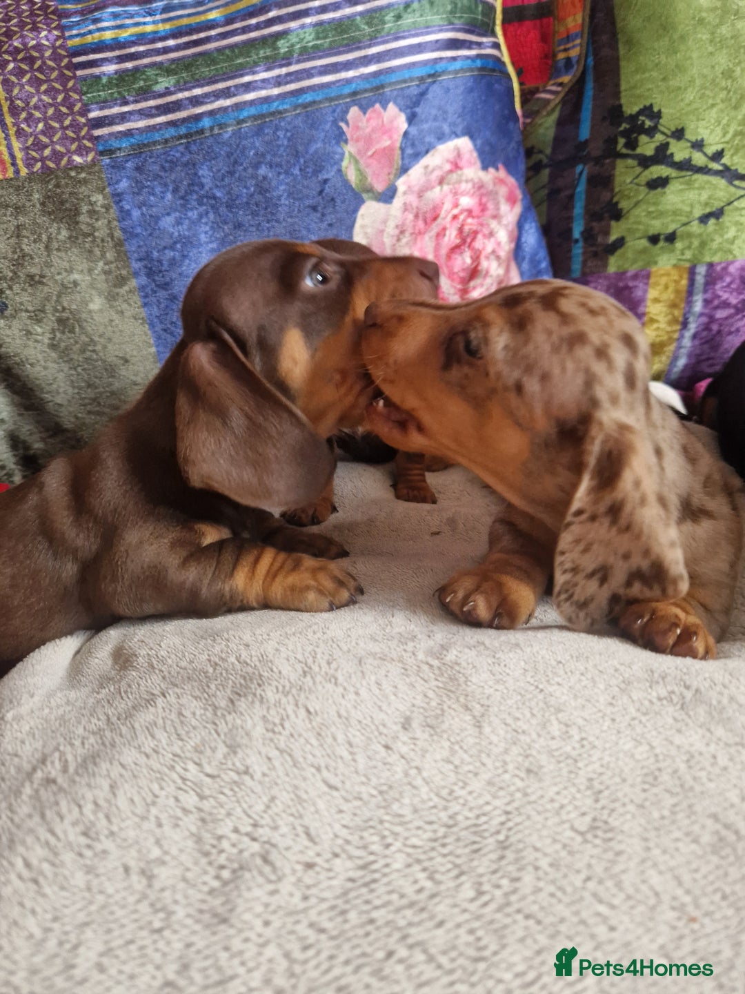 Miniature Dachshund dogs for sale: Miniature Dachshund Pups - Image 13