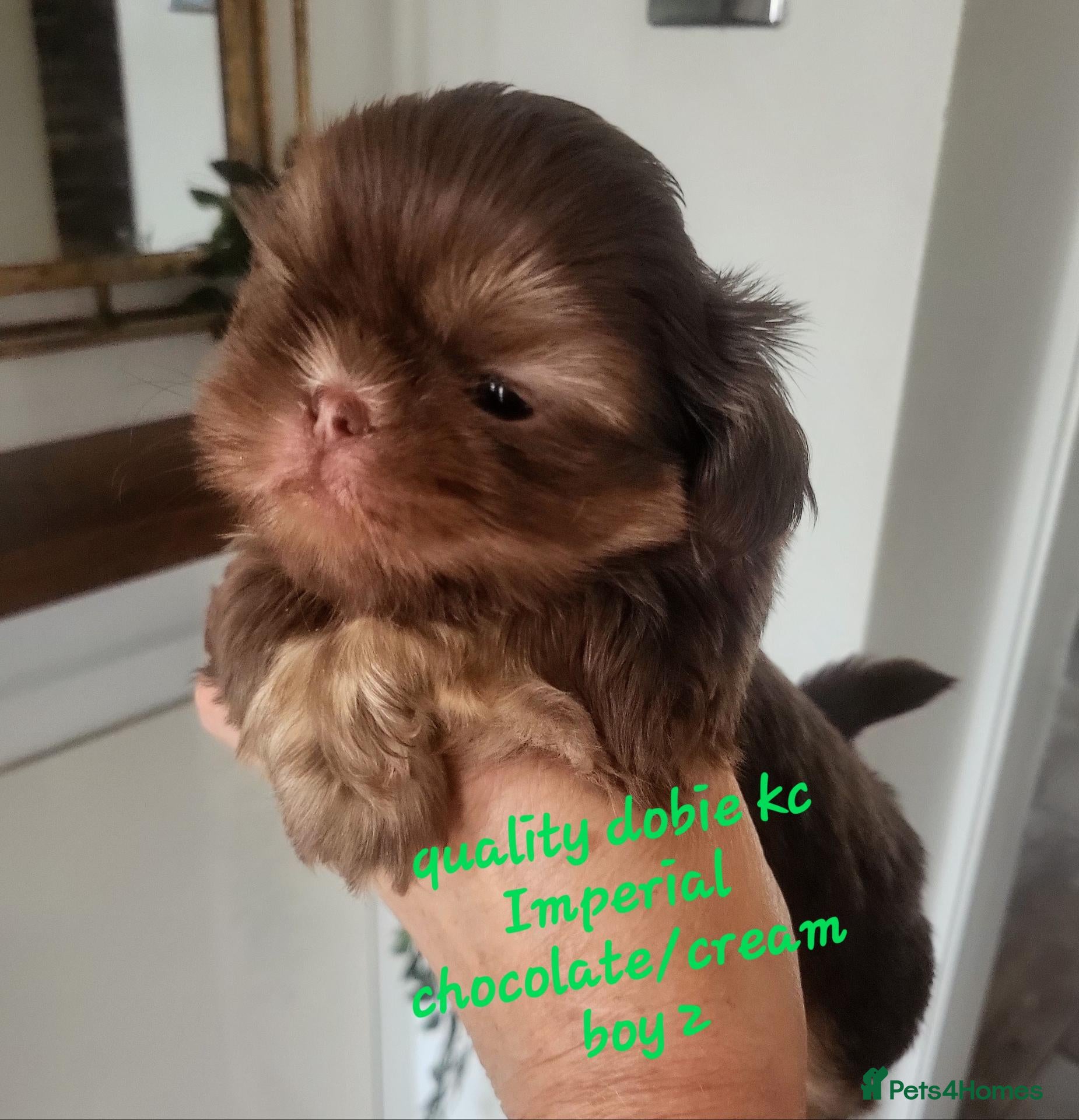 Shih Tzu dogs for sale: Quality dobie kc Imperial shih tzu  - Advert 7