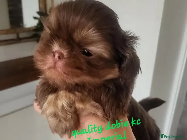 Shih Tzu dogs for sale: Quality dobie kc Imperial shih tzu - Advert 7