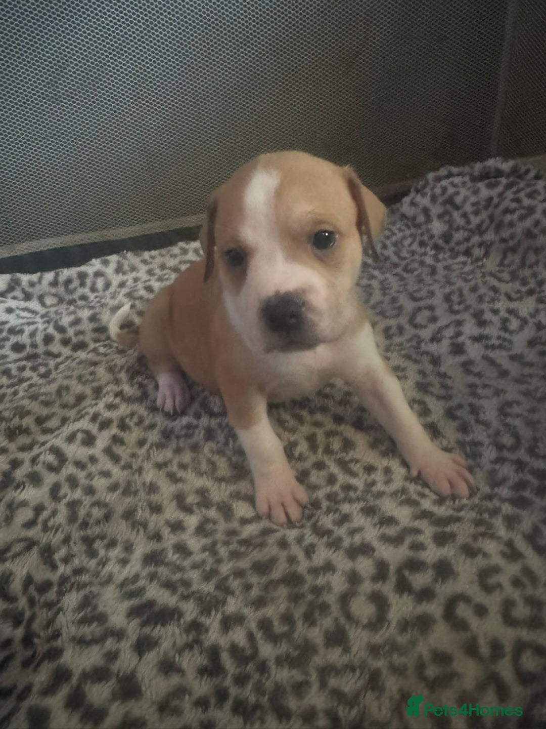 American Bull Staffy dogs for sale: American staffie puppies - Advert 10